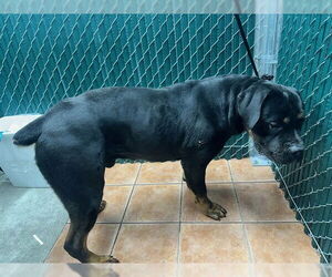 Rottweiler Dogs for adoption in Downey, CA, USA