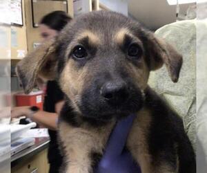 German Shepherd Dog Dogs for adoption in Riverside, CA, USA