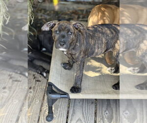 Boxer-Unknown Mix Dogs for adoption in Dana Point, CA, USA