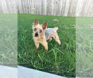 Mutt Dogs for adoption in Claremore, OK, USA