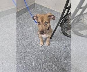 American Pit Bull Terrier-Unknown Mix Dogs for adoption in Pasadena, TX, USA