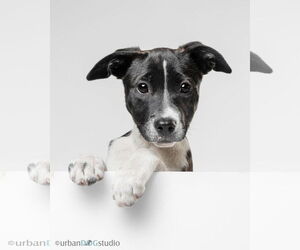 Boxer-Collie Mix Dogs for adoption in Tampa, FL, USA