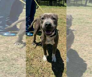 Mutt Dogs for adoption in Abbeville, LA, USA