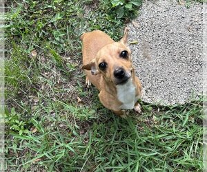 Chihuahua-Unknown Mix Dogs for adoption in Zellwood, FL, USA