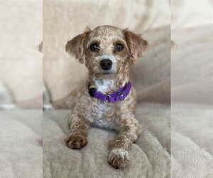 Poodle (Toy) Dogs for adoption in Mankato, MN, USA