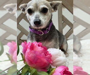 Chihuahua-Unknown Mix Dogs for adoption in Oak Bluffs, MA, USA