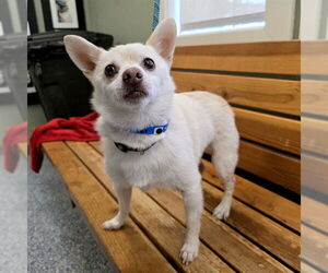 Chihuahua-Unknown Mix Dogs for adoption in Long Beach, CA, USA