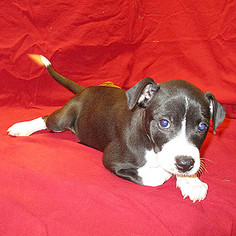 English Boston Bulldog Dogs for adoption in Fayetteville, TN, USA