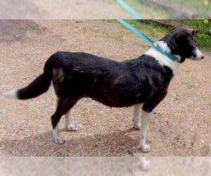 Small Border Collie