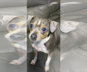 Chihuahua-Unknown Mix Dogs for adoption in Cuyahoga Falls , OH, USA