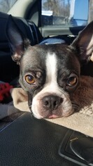 Boston Terrier Dogs for adoption in Indianapolis, IN, USA