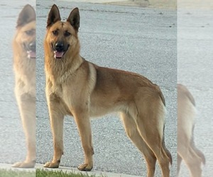 Medium Photo #2 German Shepherd Dog-Unknown Mix Puppy For Sale in Imlay City, MI, USA