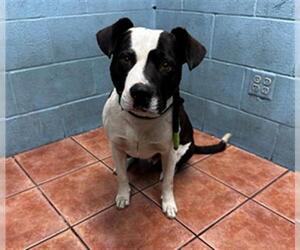 American Pit Bull Terrier Dogs for adoption in Downey, CA, USA
