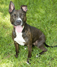 American Staffordshire Terrier-Bull Terrier Mix Dogs for adoption in Santa Fe, TX, USA