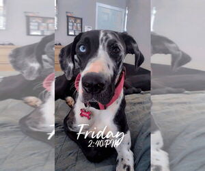 Great Dane Dogs for adoption in Bullard, TX, USA