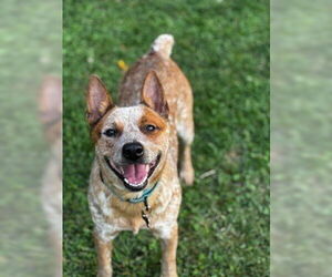 Mutt Dogs for adoption in Garden City, NY, USA