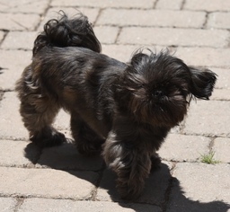 Shih Tzu Dogs for adoption in Mechanicsburg, PA, USA