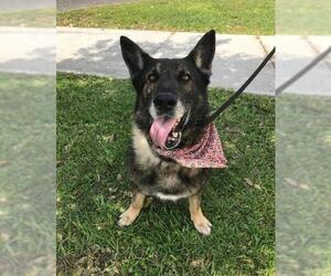 German Shepherd Dog Dogs for adoption in Sanford, FL, USA