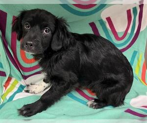 Chihuahua Dogs for adoption in HESPERIA, CA, USA