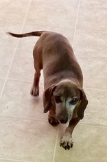 Medium Photo #1 Dachshund-Unknown Mix Puppy For Sale in Dallas, TX, USA