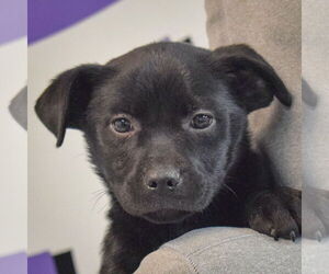 Boxer-Unknown Mix Dogs for adoption in Huntley, IL, USA