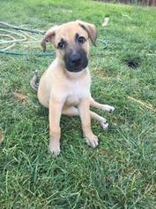 Mutt Dogs for adoption in Los Banos, CA, USA