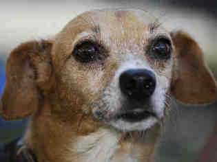 Medium Photo #1 Dachshund-Unknown Mix Puppy For Sale in Long Beach, CA, USA