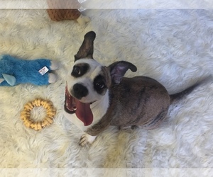 Medium Photo #1 Basset Hound-Boxer Mix Puppy For Sale in Del Rio, TX, USA