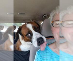 Saint Bernard Dogs for adoption in Rowayton, CT, USA