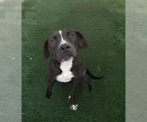 American Pit Bull Terrier-Unknown Mix Dogs for adoption in HESPERIA, CA, USA