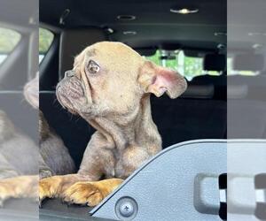 French Bulldog Dogs for adoption in Fort Lauderdale, FL, USA