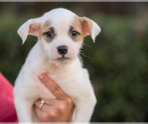Boxador Dogs for adoption in El Cajon, CA, USA