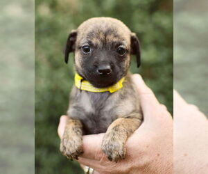 Chi-Poo (Miniature) Dogs for adoption in Corona, CA, USA