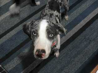 Small Catahoula Leopard Dog-Mountain Cur Mix