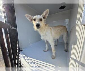 Mutt Dogs for adoption in Houston, TX, USA