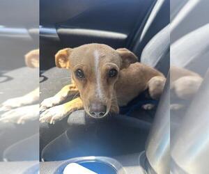Chihuahua Dogs for adoption in San Antonio, TX, USA