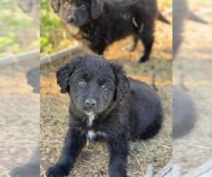 Australian Retriever Dogs for adoption in Temple, GA, USA