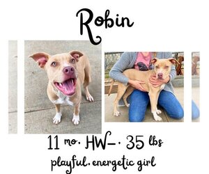 Bull Terrier Dogs for adoption in Albany, GA, USA