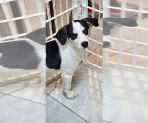Mutt Dogs for adoption in Walnutport, PA, USA
