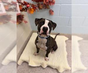 Mutt Dogs for adoption in Brighton, CO, USA