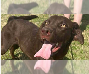 Labrador Retriever-Unknown Mix Dogs for adoption in Abbeville, LA, USA