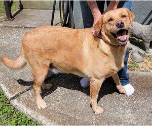 Golden Labrador Dogs for adoption in Tampa, FL, USA