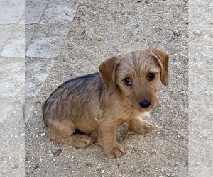 Medium Photo #1 Dachshund-Unknown Mix Puppy For Sale in Hesperia, CA, USA