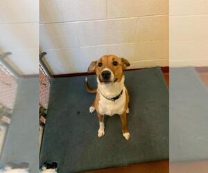 Collie Dogs for adoption in Newaygo, MI, USA