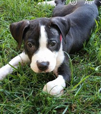 American Pit Bull Terrier Dogs for adoption in Woodbridge, VA, USA