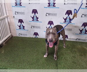 Mutt Dogs for adoption in Orlando, FL, USA