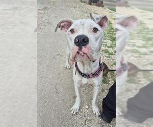American Staffordshire Terrier-Unknown Mix Dogs for adoption in San Antonio, TX, USA
