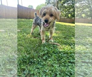 Silky Terrier Dogs for adoption in Greenville, SC, USA