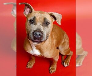 American Staffordshire Terrier Dogs for adoption in Ogden, UT, USA