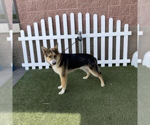 Mutt Dogs for adoption in Modesto, CA, USA